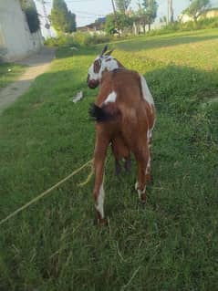 goat for sale