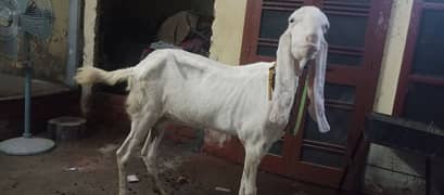 pure white rajan puri bakri