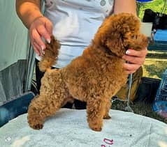 toy mini poodle puppies