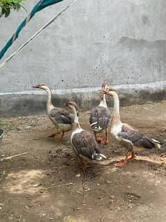 Long neck breeder ducks exchange possible