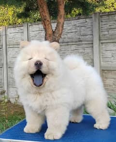 chow chow boy available