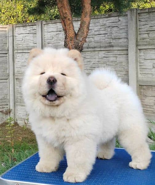 chow chow boy available 1