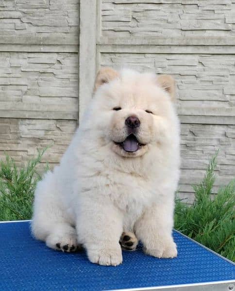 chow chow boy available 2