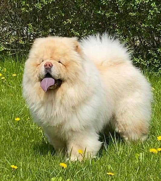 chow chow boy available 3