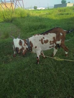 goat for sale 0