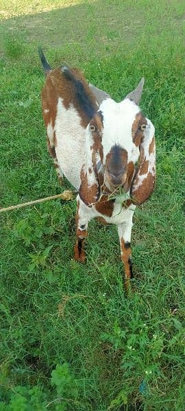 goat for sale 2