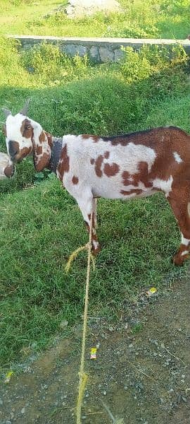 goat for sale 3