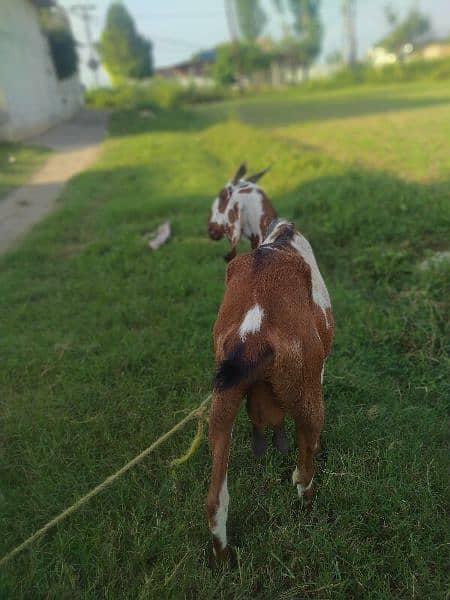 goat for sale 4