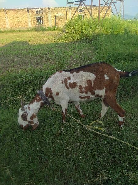 goat for sale 5