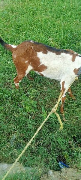 goat for sale 6