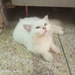 Persian cat on heat . pure blue eye triple coated female 2 breeds done