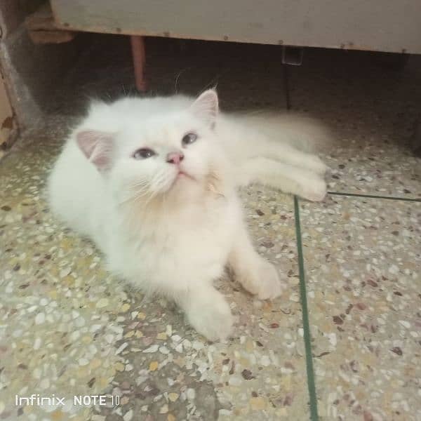 Persian cat on heat . pure blue eye triple coated female 2 breeds done 1