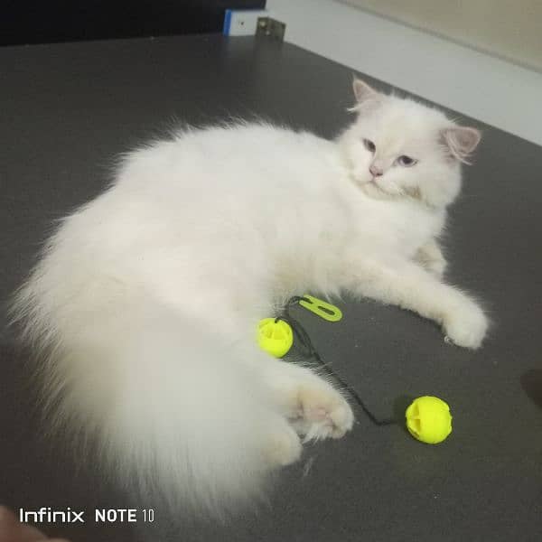 Persian cat on heat . pure blue eye triple coated female 2 breeds done 2