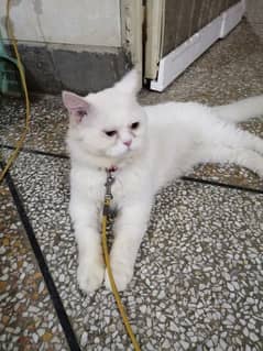 Male Cat for Sale 03218126414