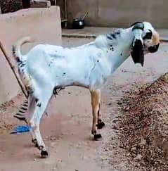 Bakra Desi black China