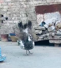 pied peacock male, doves and cocktails