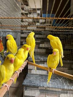 Ringneck / Yellow Ringneck / Conure / Sun Conure / Parrot