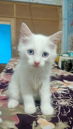 persian tripple coat kitten white/ white gray 0