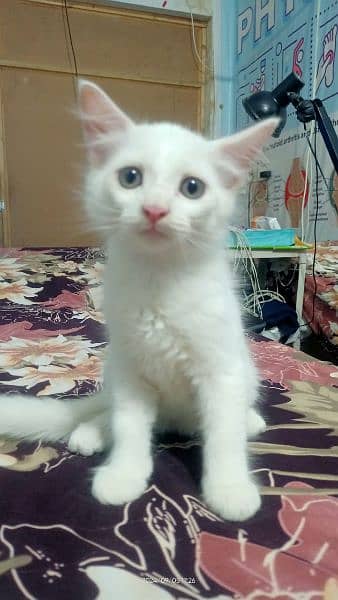 persian tripple coat kitten white/ white gray 1