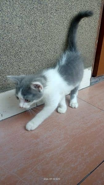 persian tripple coat kitten white/ white gray 2