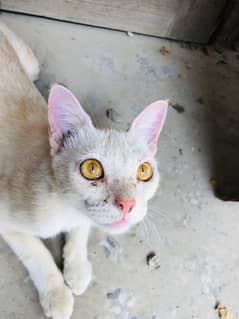 Cat (Beautiful yellow Eyes)