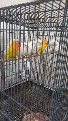 Love Birds Red Eye Albino And Red Eye Latino Personalita