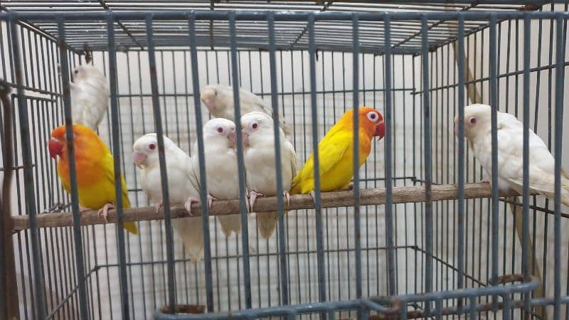 Love Birds Red Eye Albino And Red Eye Latino Personalita 4