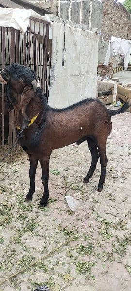 Nagra Bakra breeder Fresh 2 dant crossing Ka liyà 2