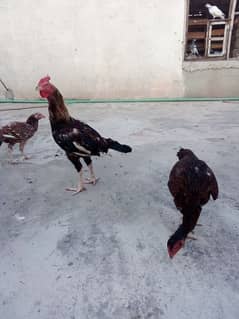 Bengum Aseel Murgha/one parrot/2 kabooter for sale