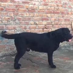 labrador. age 15mnth