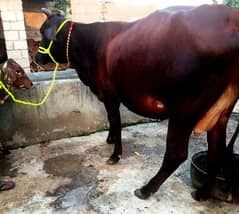 cow for sale/gaye/vehri/buffalo