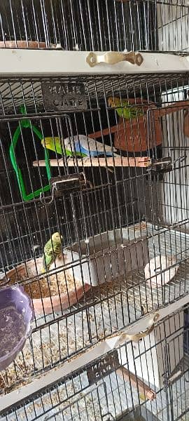 Australian parrots for sale male and female pair available 1