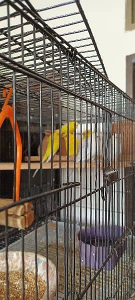 Australian parrots for sale male and female pair available 2