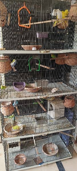 Australian parrots for sale male and female pair available 5