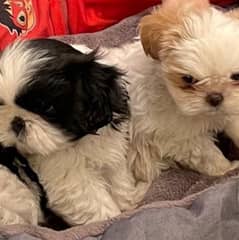 2 male vaccinated Shitzu puppies