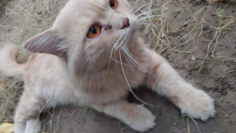 Persian cat 2