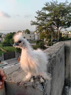 white Silkie chick