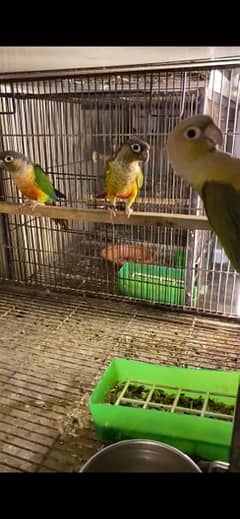 Yellowsided Conure with High Red Factor