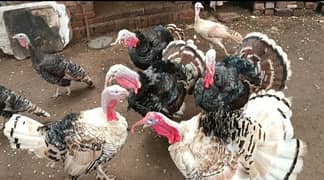 Turkey Birds and WHITE DANISH PIGEON PAIR