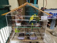 Parrots for sale.