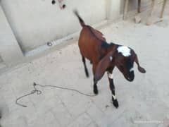 nagra tedda kona bakra. . 03064121372