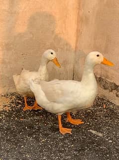 pair duck