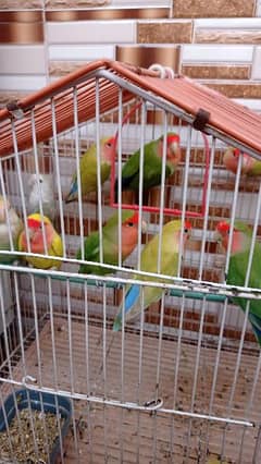 Lovebird breading pair.