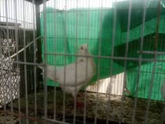 King pigeon for sale