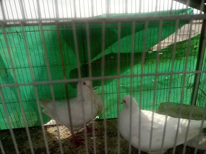 King pigeon for sale 1