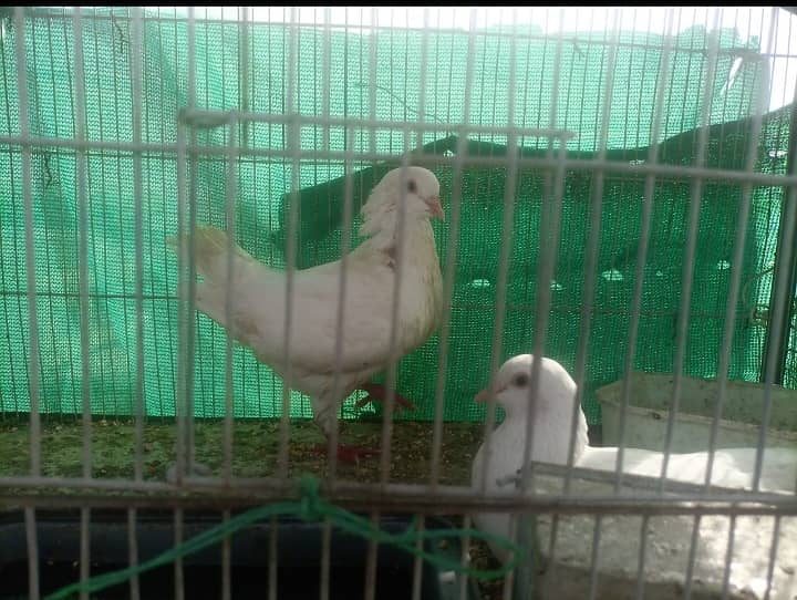 King pigeon for sale 2