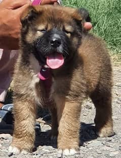 Kurdish Kangal dog male 2 months for sale security dog