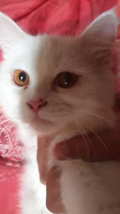 1 month pregnant persian female looking for new home