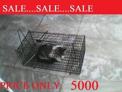 SPEICAL SALE. . . . . . Healthy Beautiful CATS. . . . . SALE