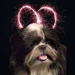 Shih Tzu / Shitzu Pedigreed Female 9 months